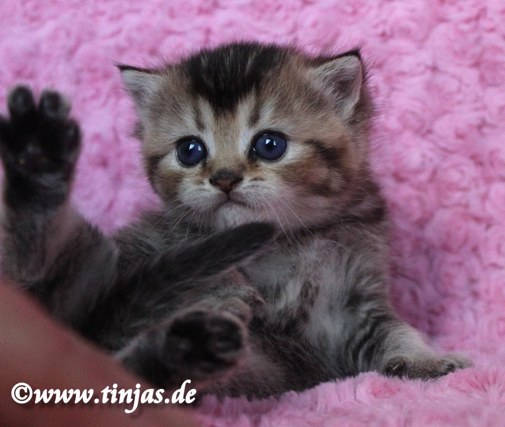 Britisch Kurzhaar Katzenbaby golden tabby ticked</A>